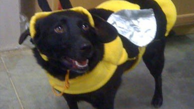 allie bumble bee